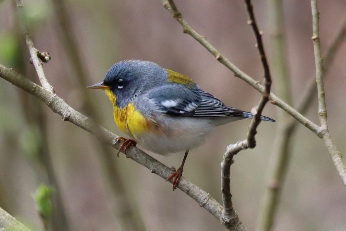 Northern Parula - Sarah Boudreau