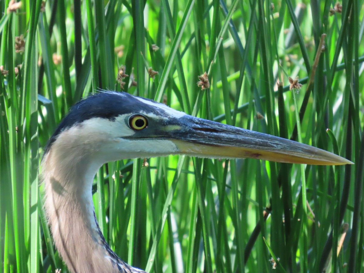 Great Blue Heron - Laura Hasty