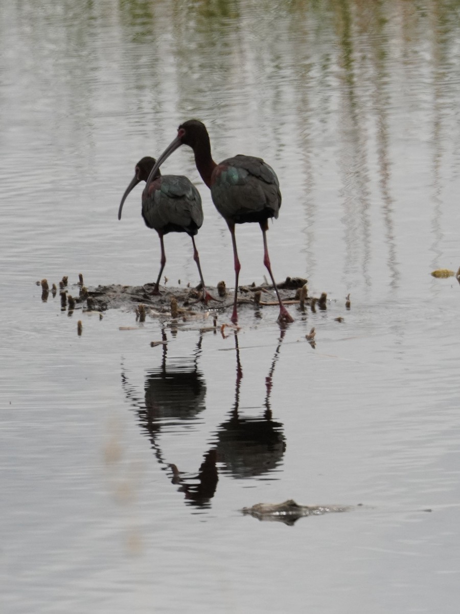 White-faced Ibis - Kristy Dhaliwal