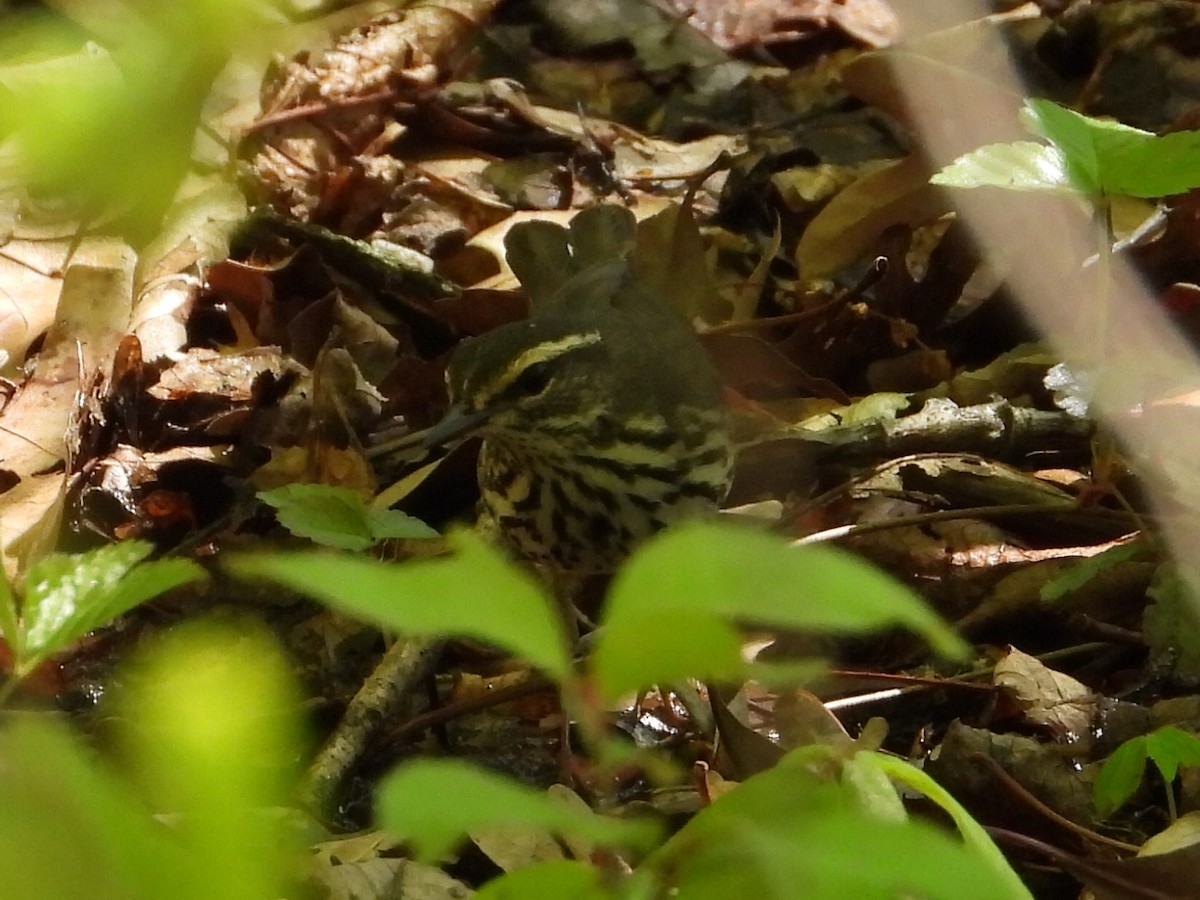 Northern Waterthrush - Ezekiel  Van