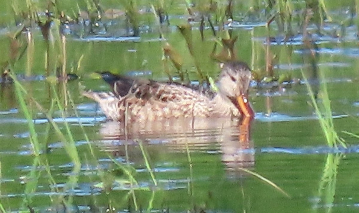 Gadwall - Linda Archer