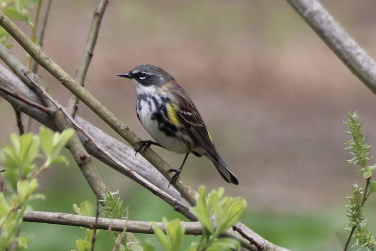 Yellow-rumped Warbler - Sarah Boudreau