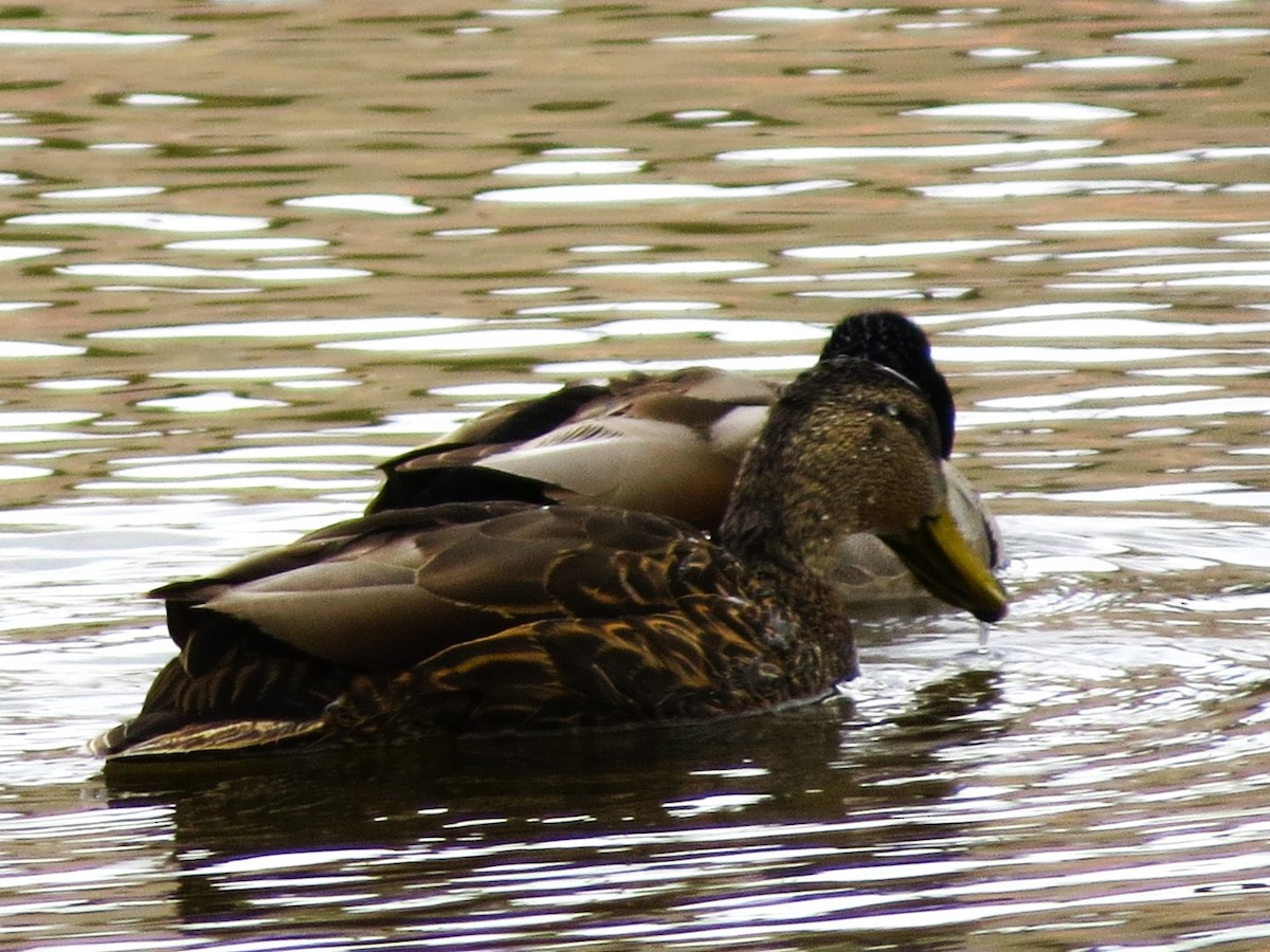 Mexican Duck - ML618863282