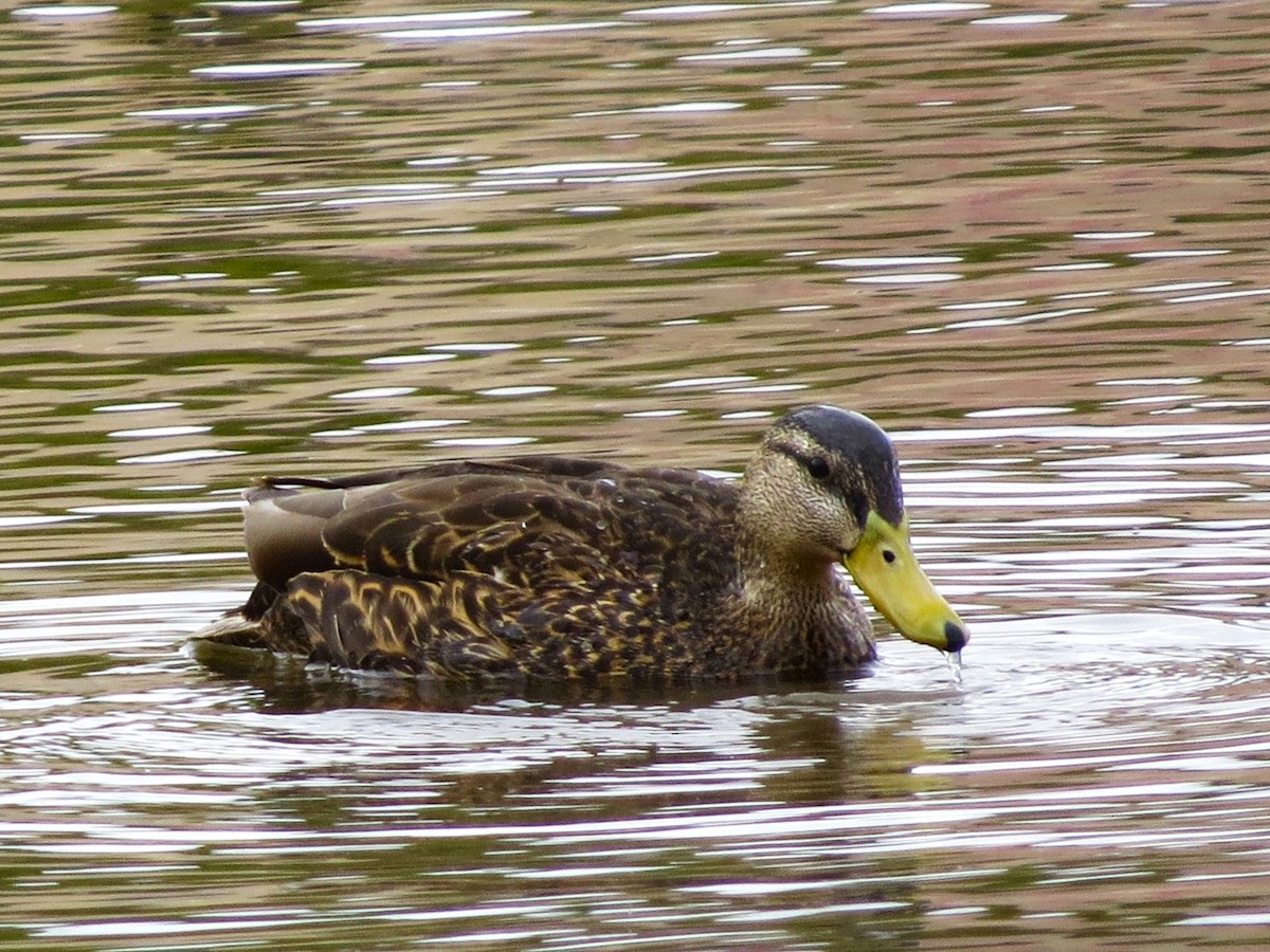 Mexican Duck - ML618863287