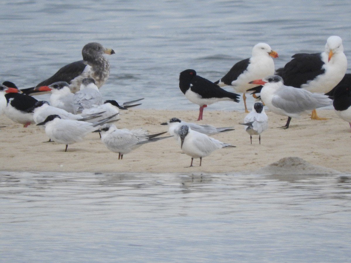 Australian Tern - Archer Callaway