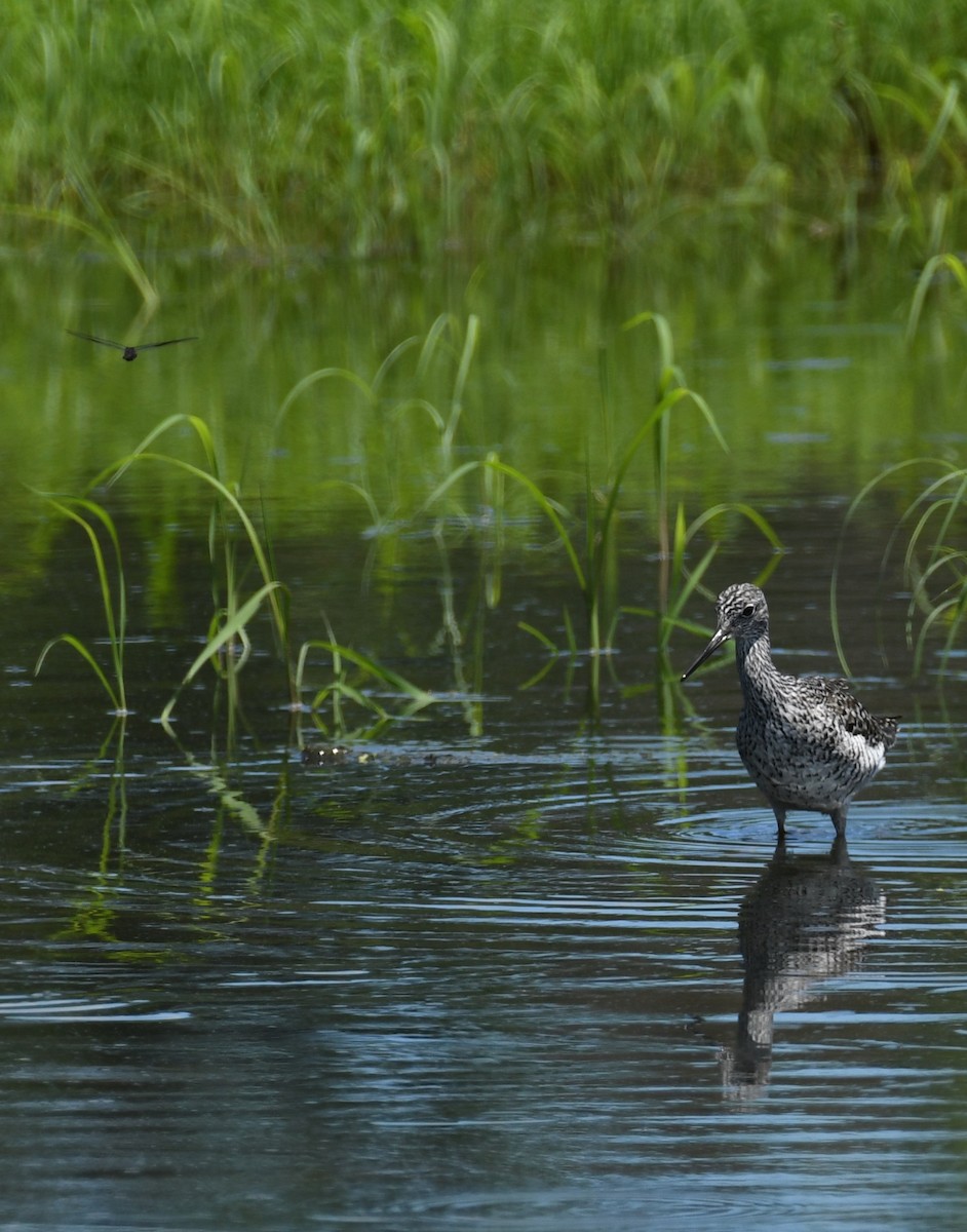 Greater Yellowlegs - ML618863296