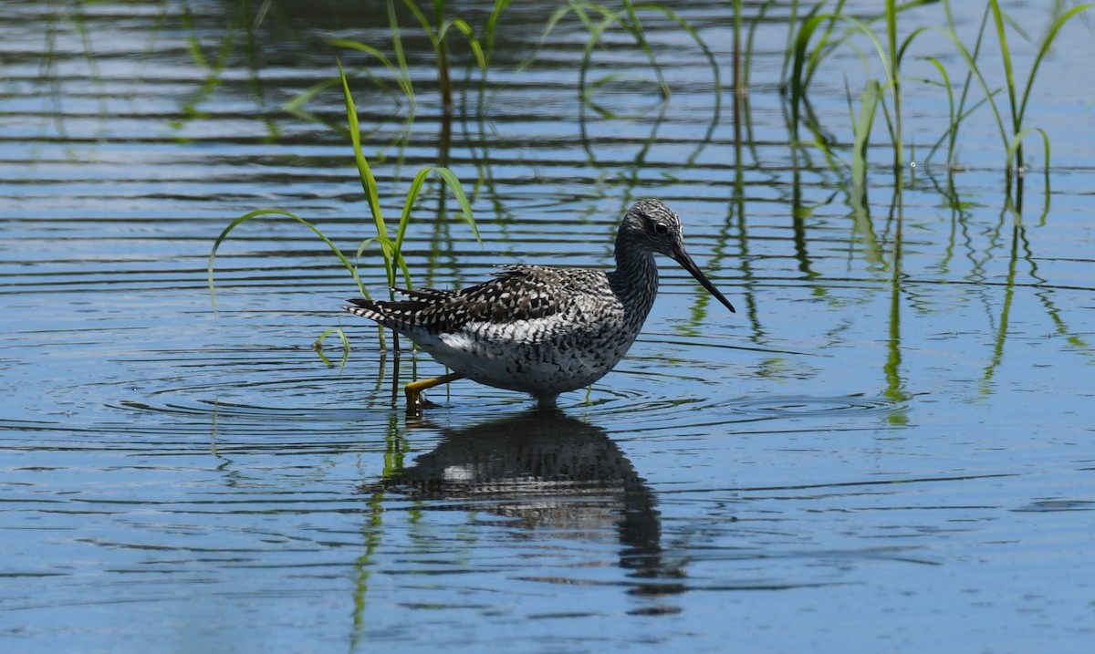 Greater Yellowlegs - ML618863298