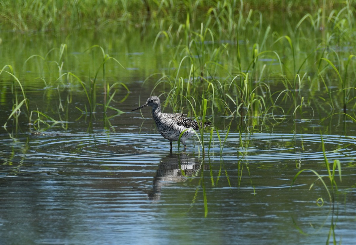 Greater Yellowlegs - ML618863302