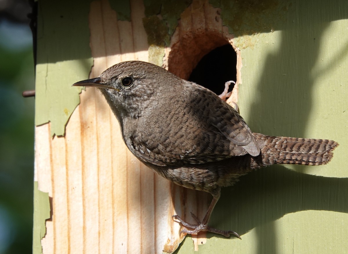 House Wren - Doug Swartz