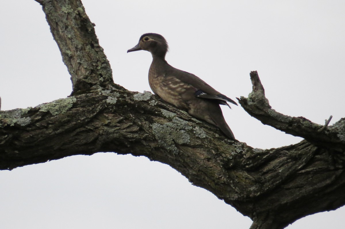 Wood Duck - Mayuko Fujino