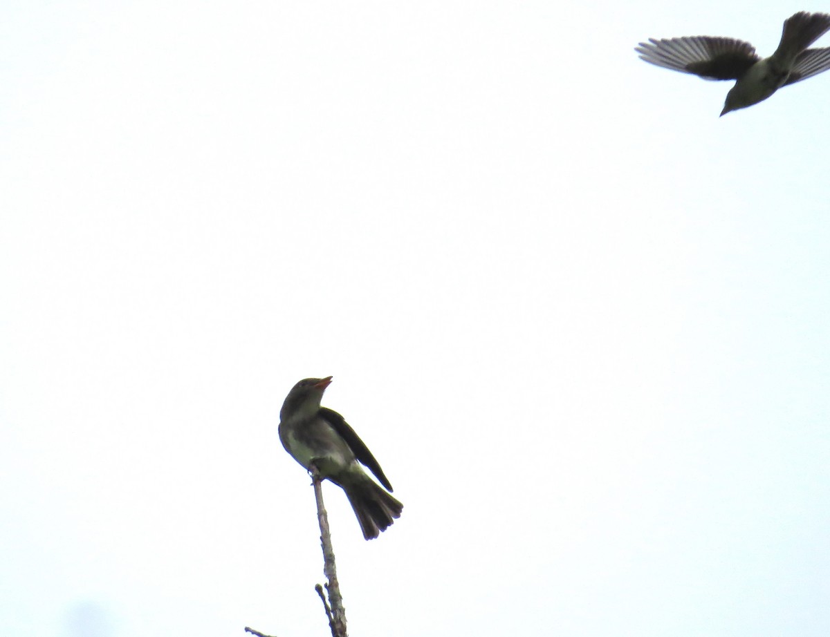Olive-sided Flycatcher - John Meredig