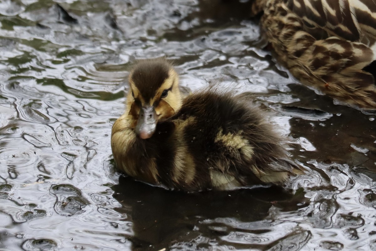 Mallard - Sarah Boudreau