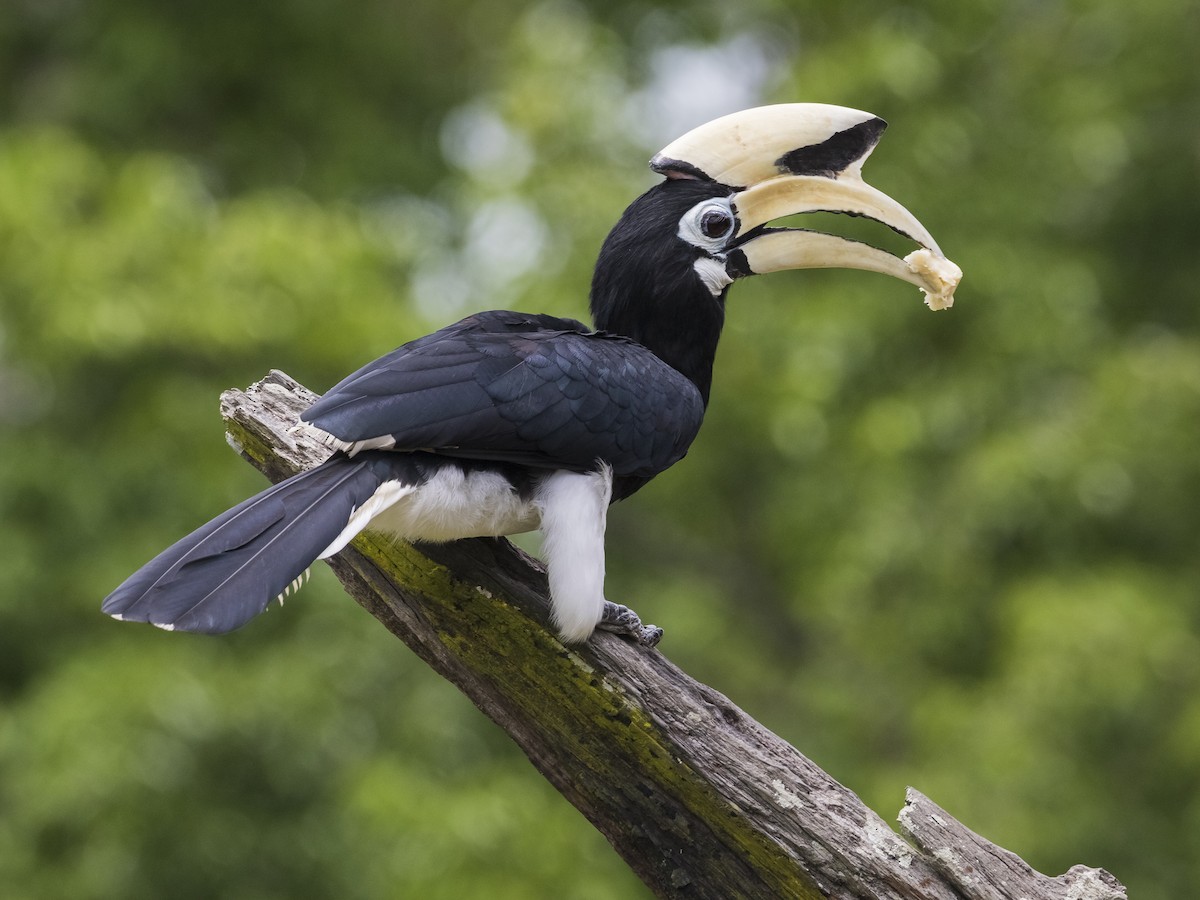 Oriental Pied-Hornbill - John le Rond