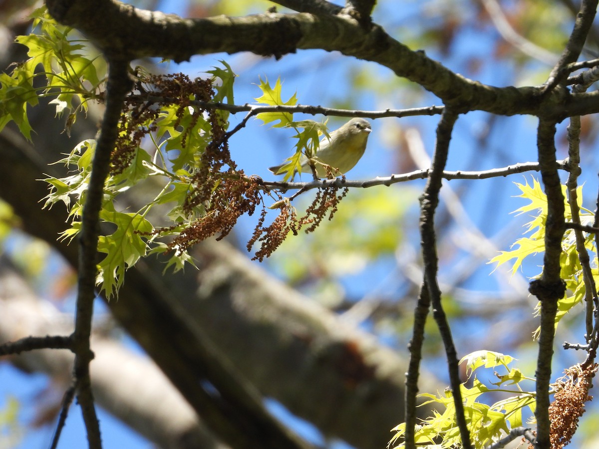 Tennessee Warbler - Ezekiel  Van