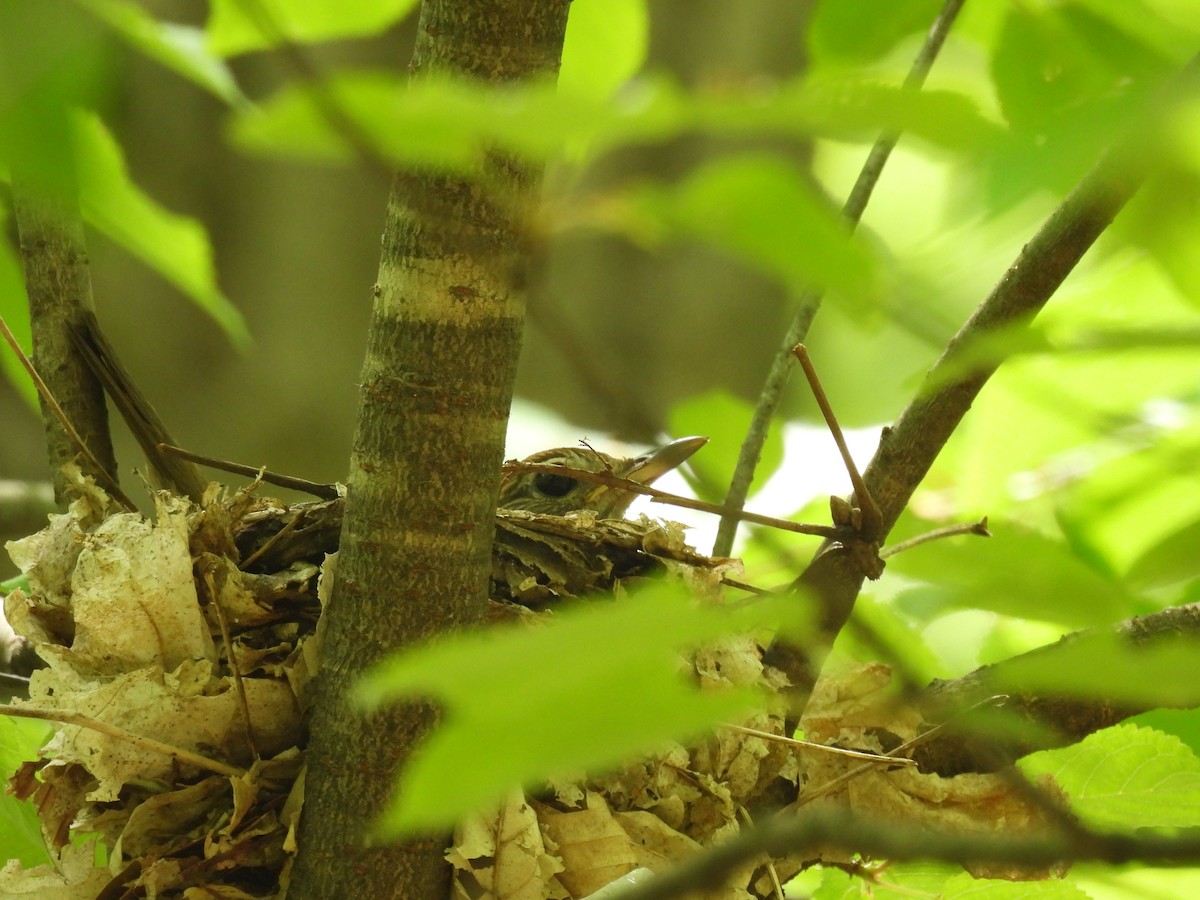 Wood Thrush - ML618863341