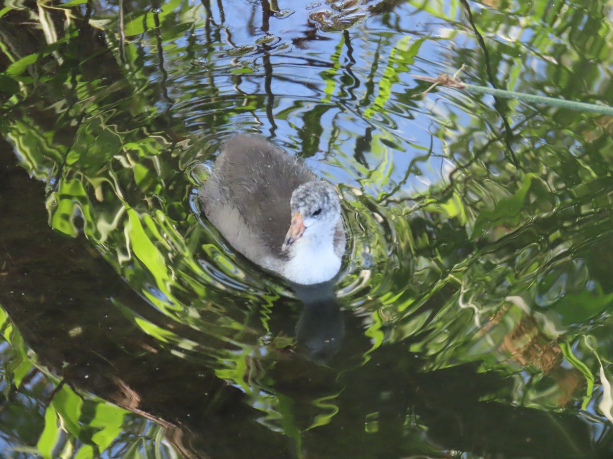 American Coot - Laura Hasty