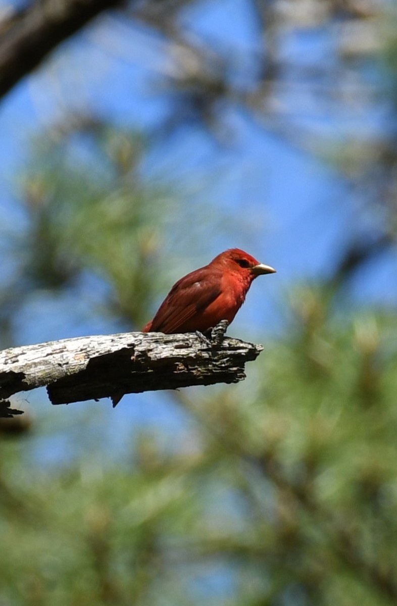 Summer Tanager - ML618863367