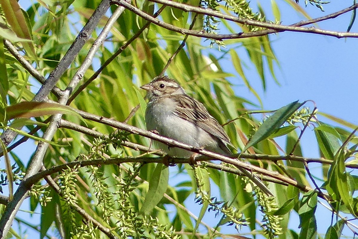 Clay-colored Sparrow - Jessica Bishop