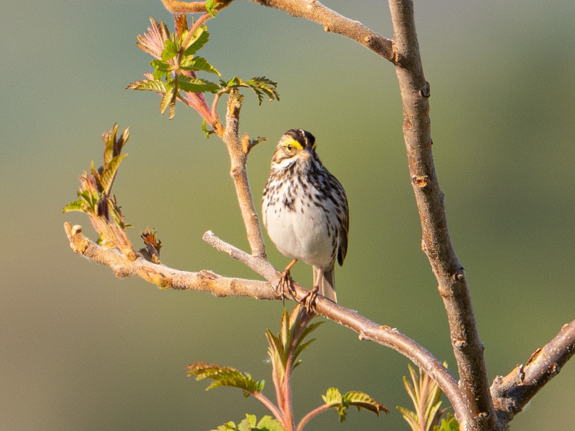 Savannah Sparrow - Dustin Wrolstad