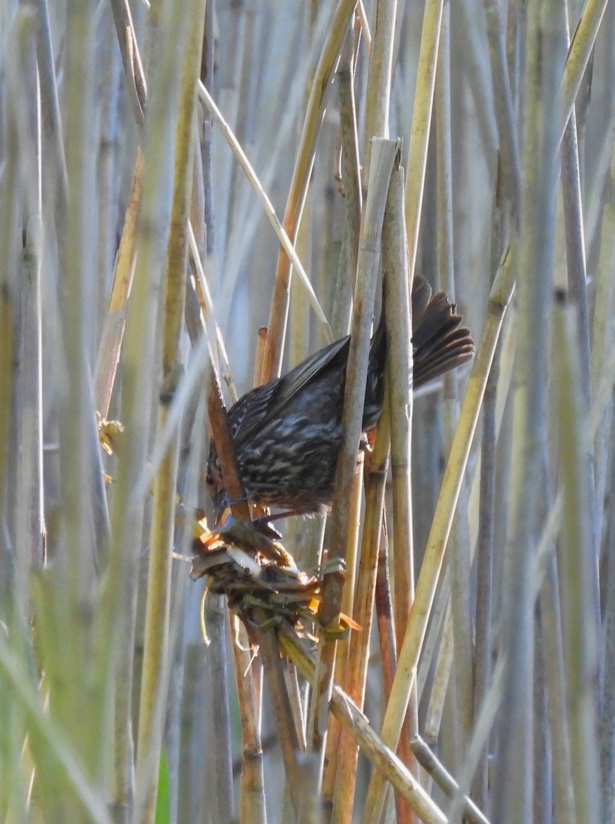 Red-winged Blackbird - ML618863378