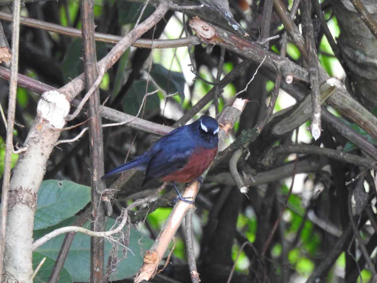 Chestnut-bellied Chat-Tyrant - ubaque club