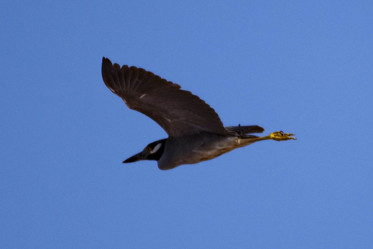 Yellow-crowned/Black-crowned Night Heron - Felix León