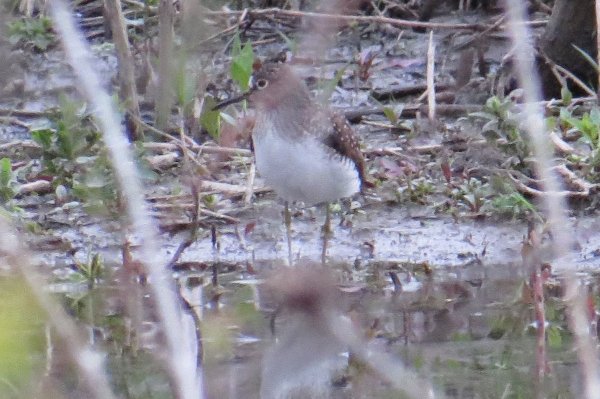 Solitary Sandpiper - ML618863391