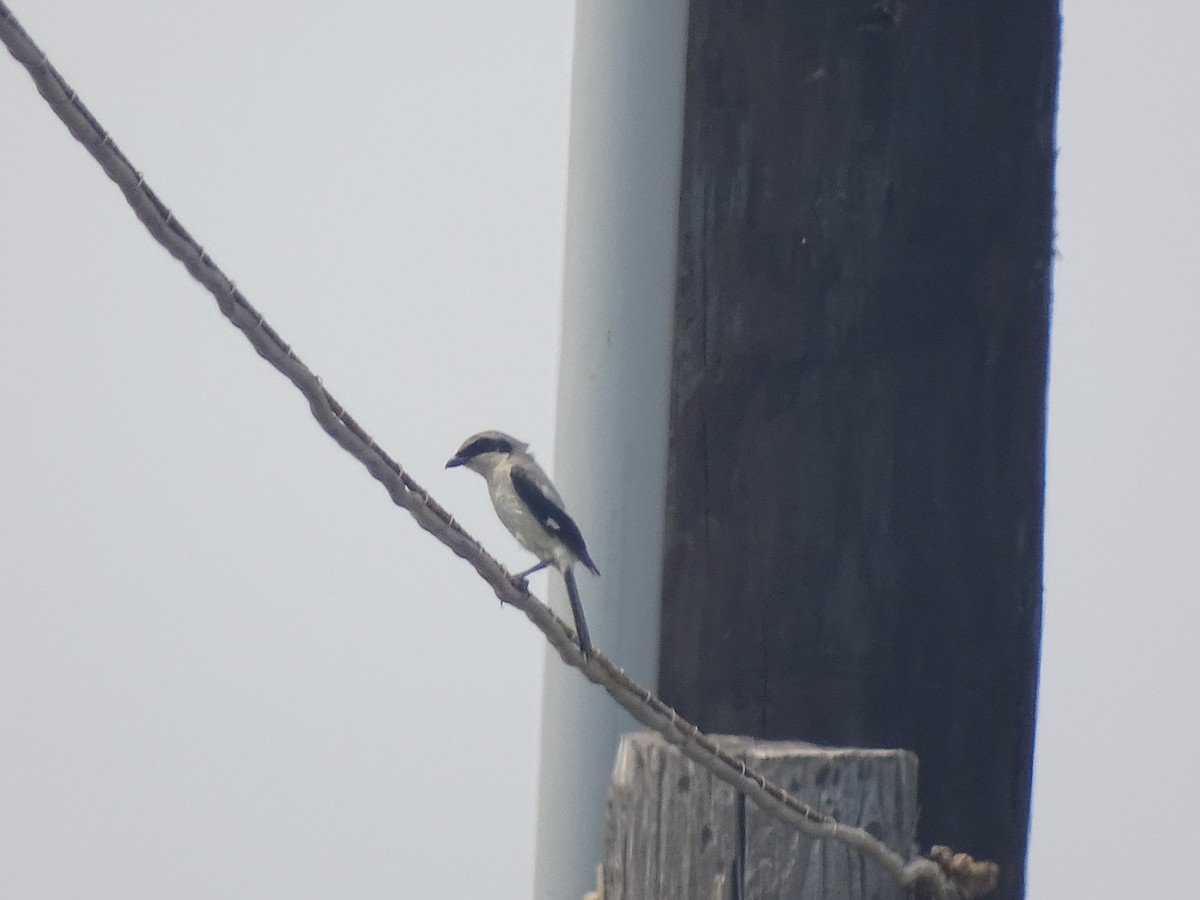 Loggerhead Shrike - Baylor Cashen