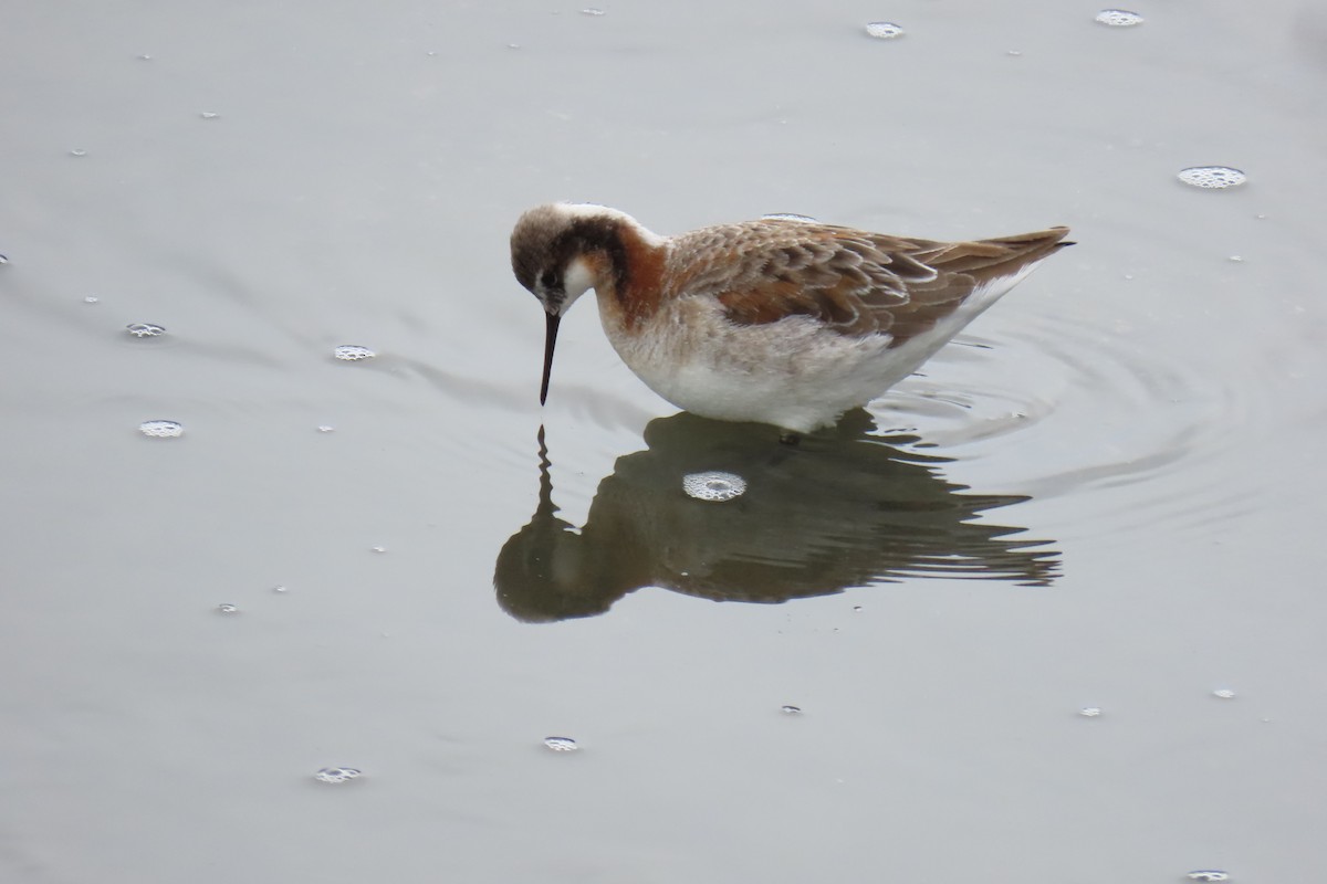 Wilson's Phalarope - David Orth-Moore