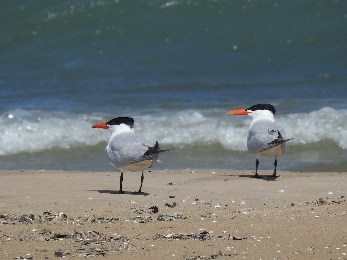 Caspian Tern - Xiaolin Yue