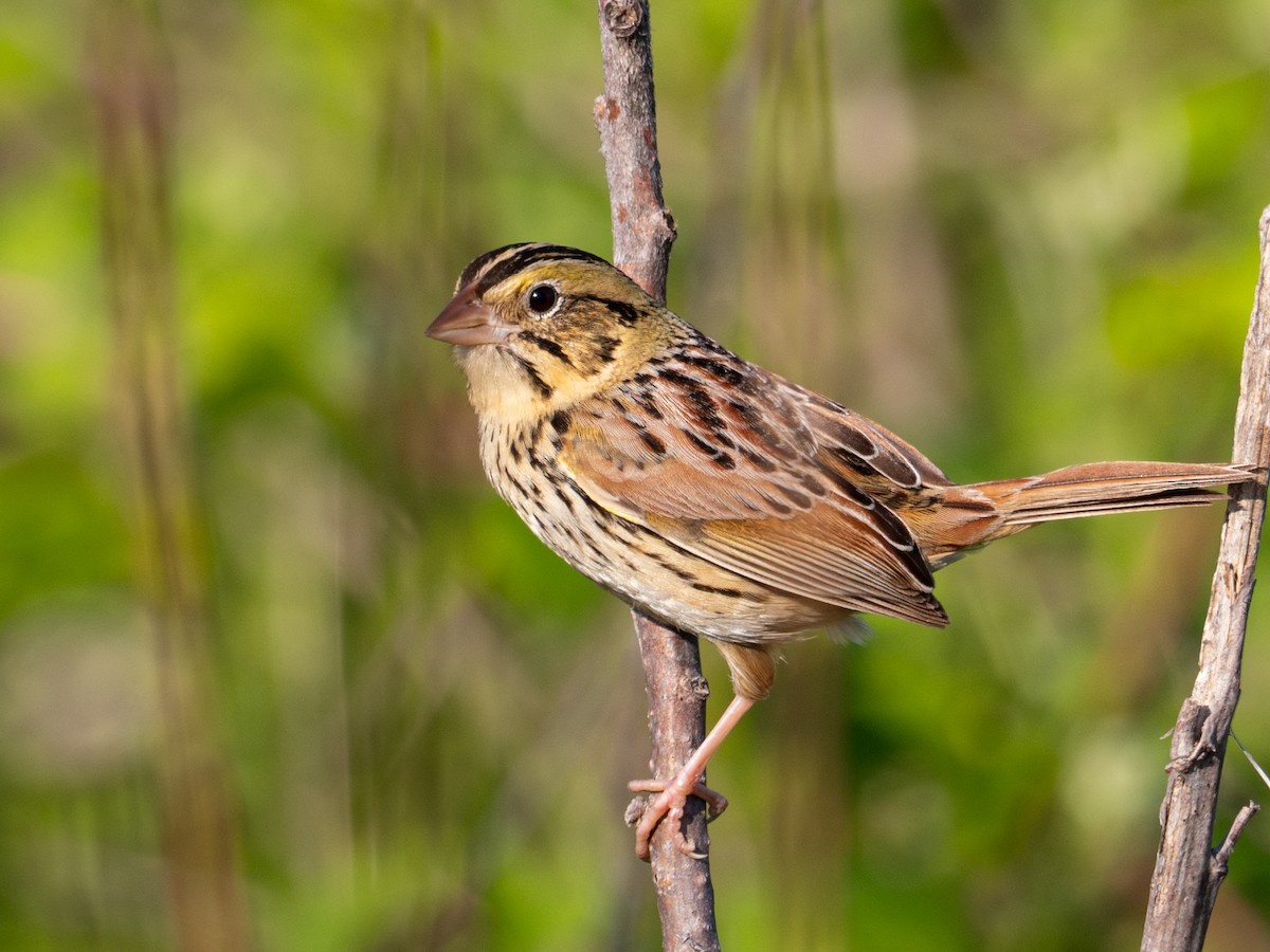 Henslow's Sparrow - Dustin Wrolstad