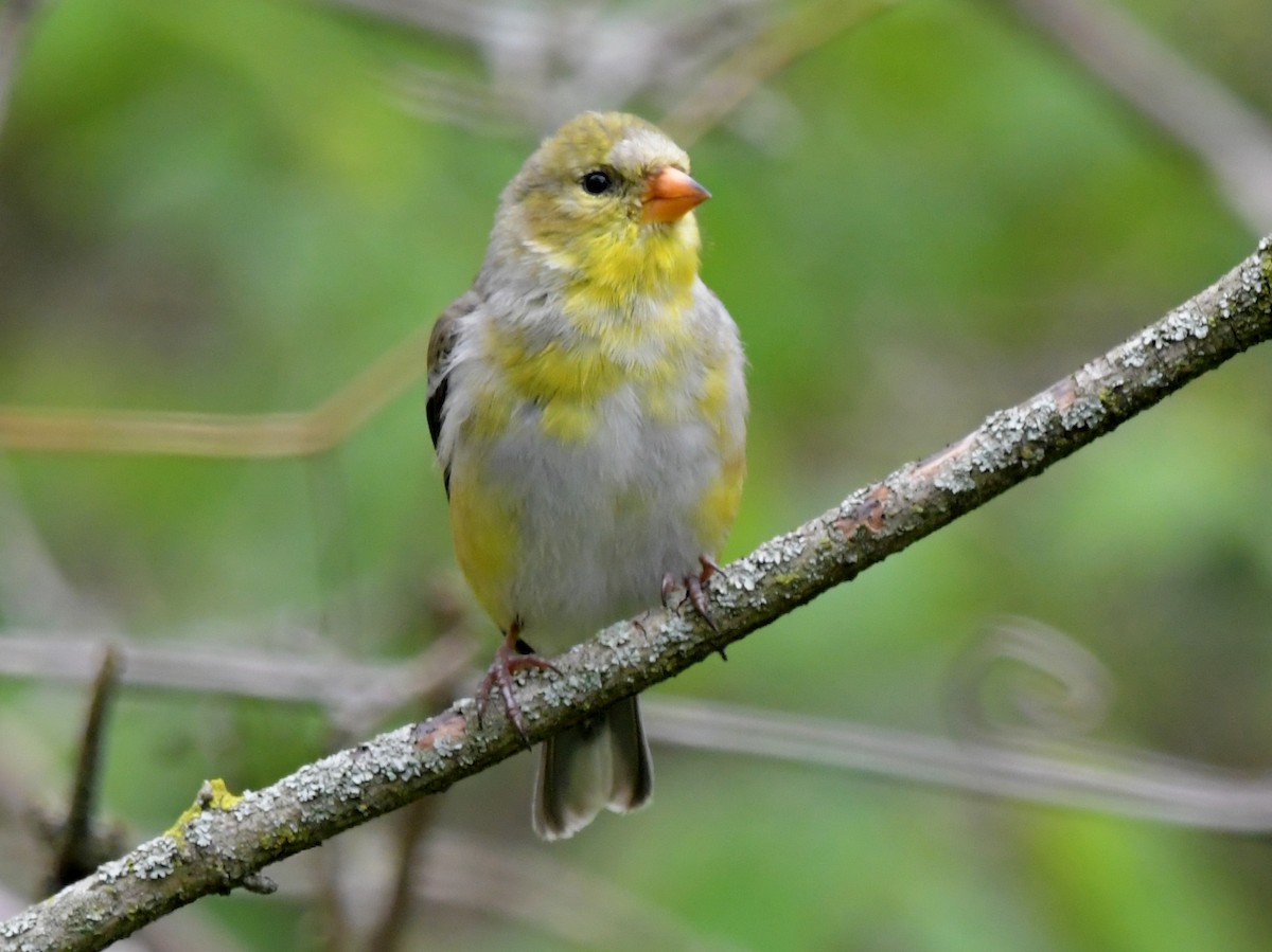 American Goldfinch - ML618863450