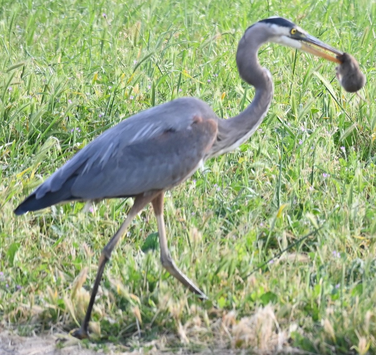 Great Blue Heron - ML618863477