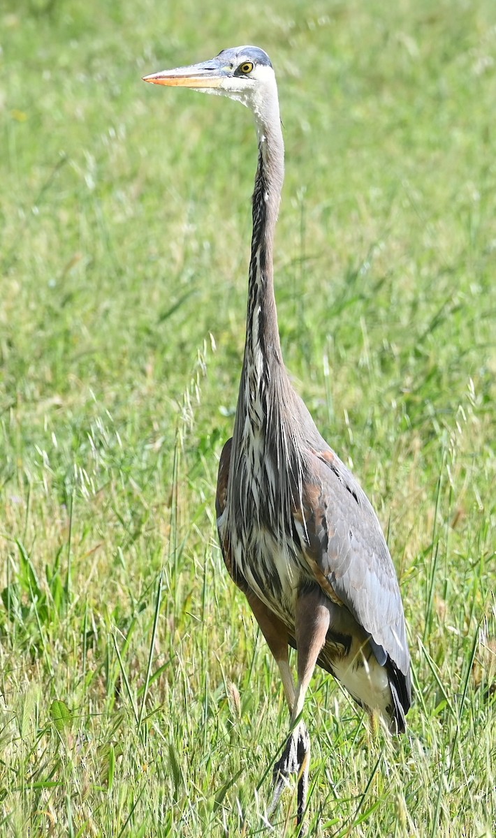 Great Blue Heron - ML618863479