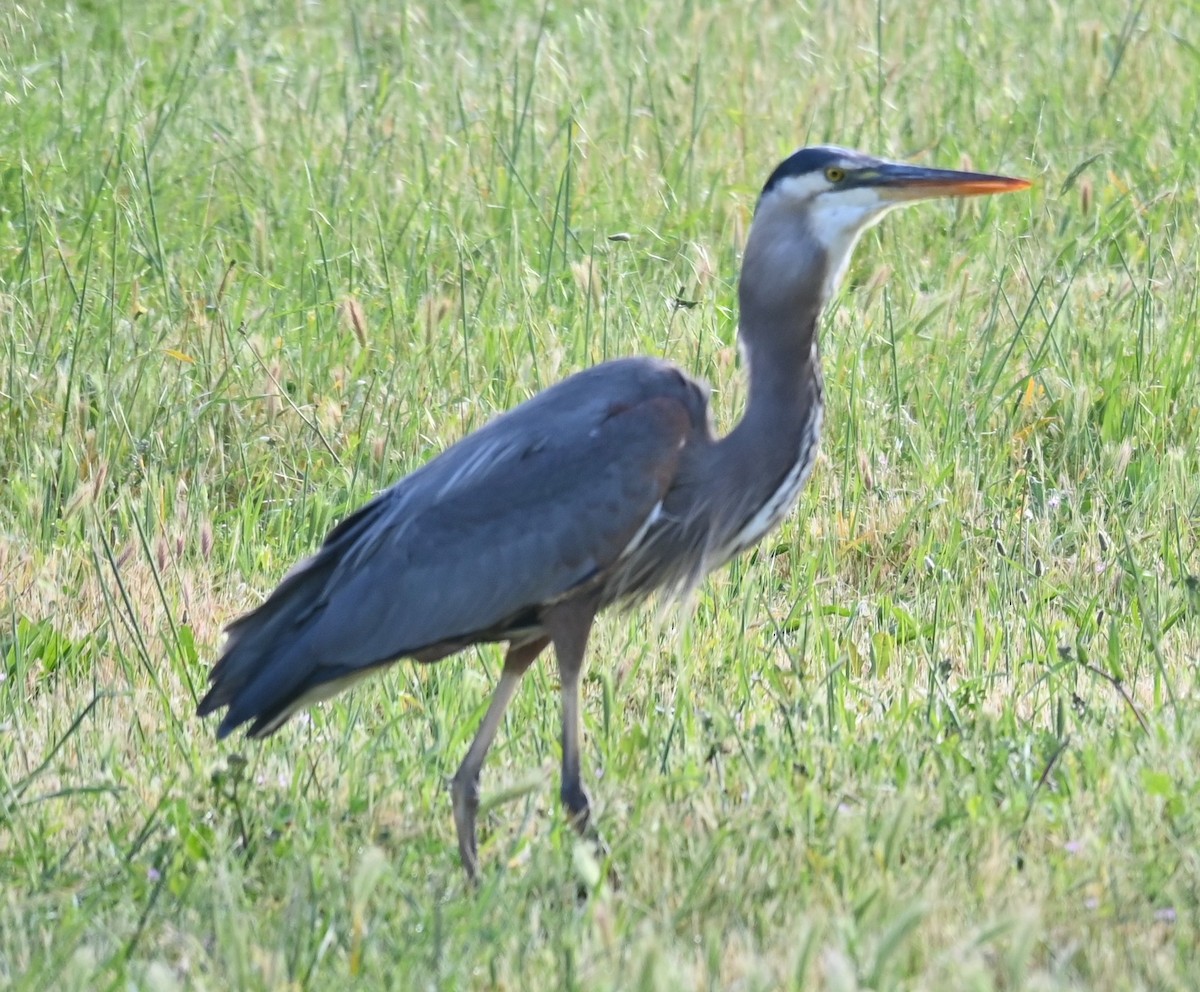 Great Blue Heron - ML618863481