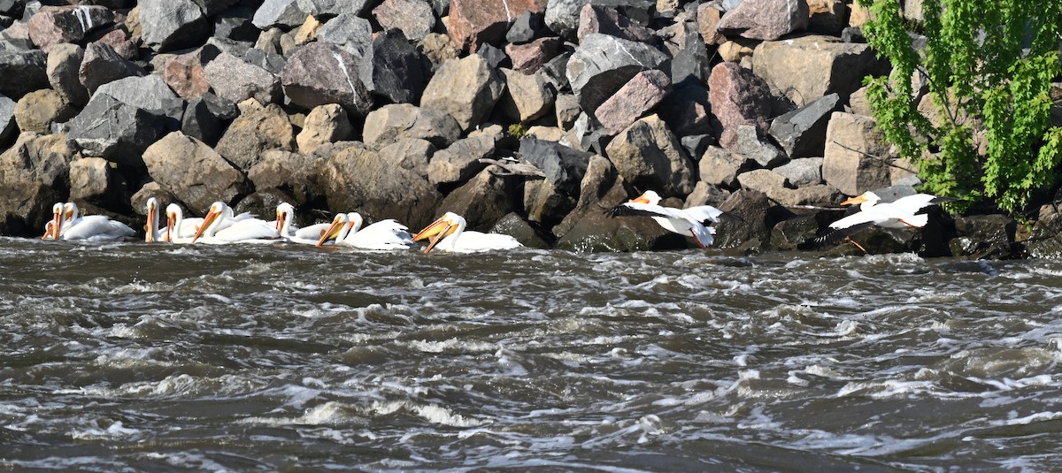 American White Pelican - ML618863507