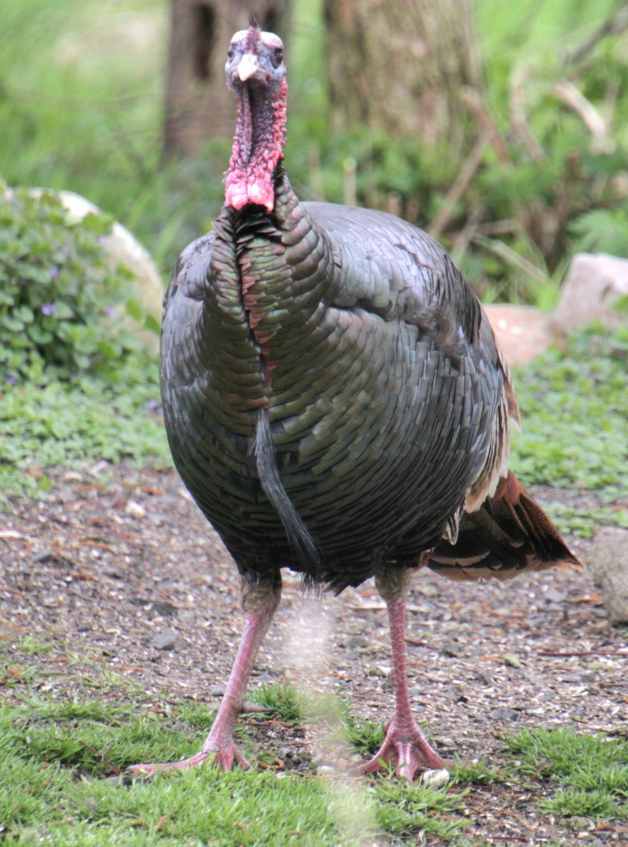 Wild Turkey - ML618863546