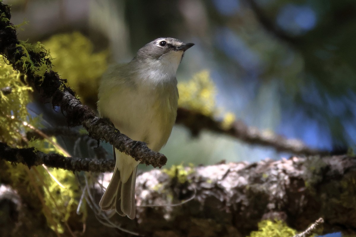 Cassin's Vireo - James Cummins