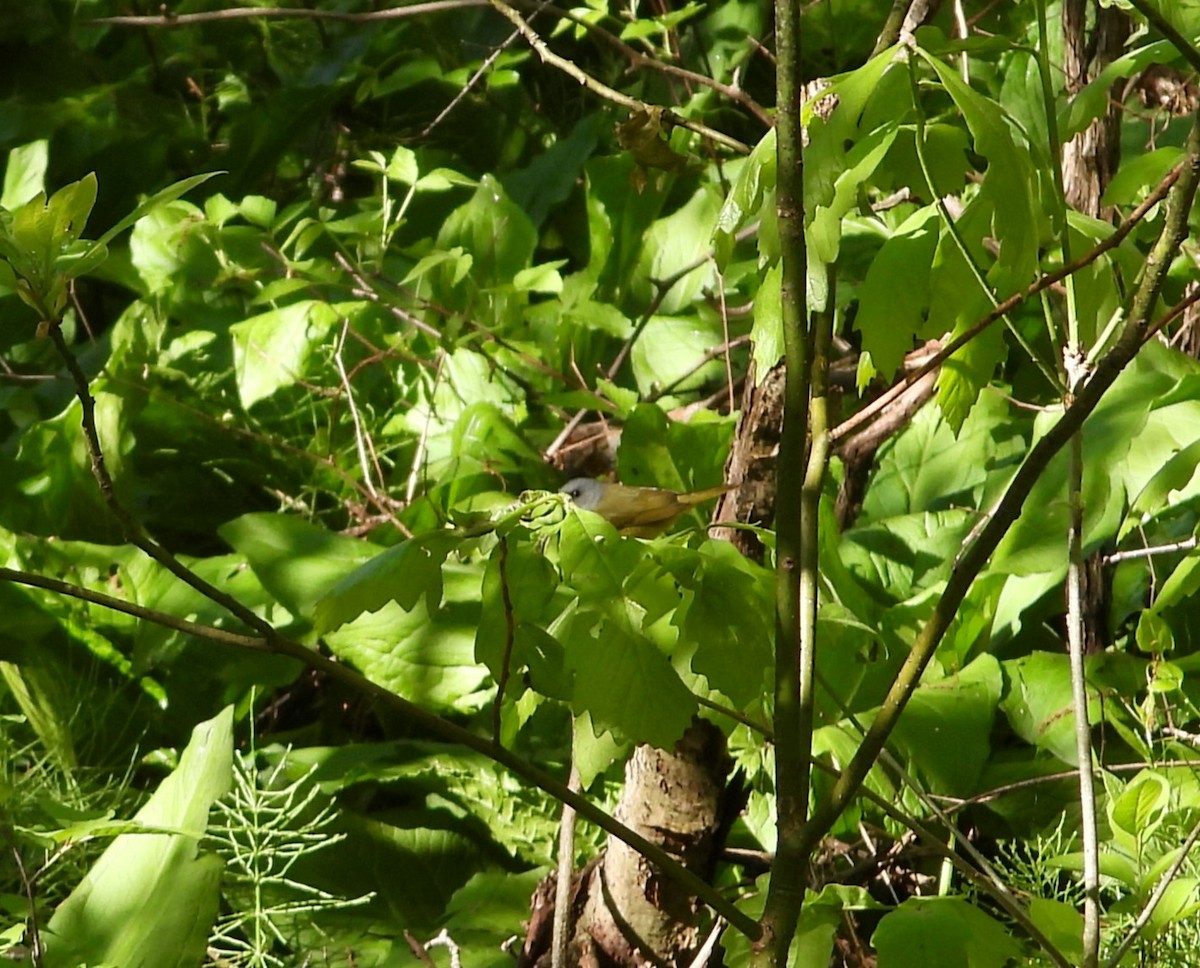 Mourning Warbler - Ezekiel  Van