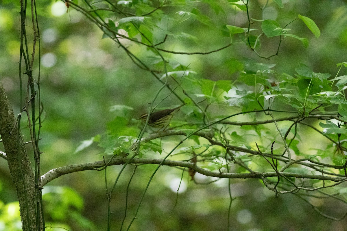 Northern Waterthrush - Kyle Wesloh