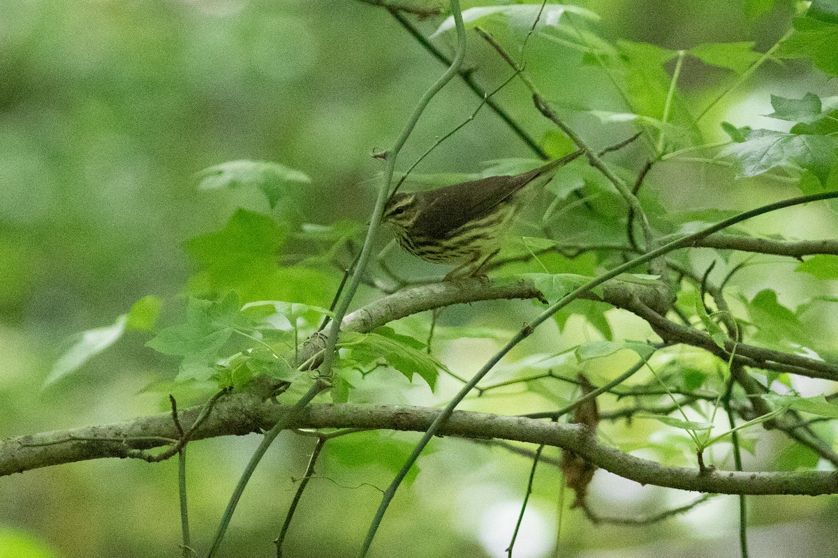 Northern Waterthrush - Kyle Wesloh