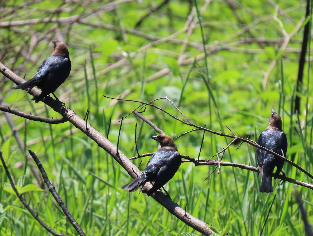 Brown-headed Cowbird - Heidi Eaton