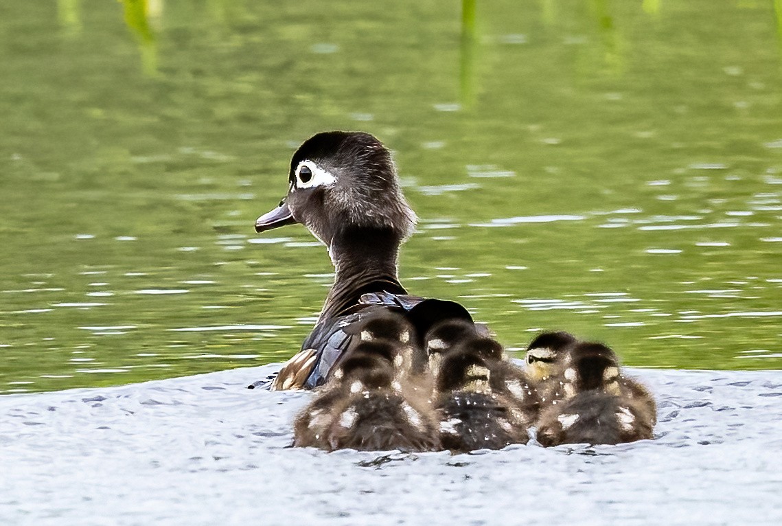 Wood Duck - ML618863571