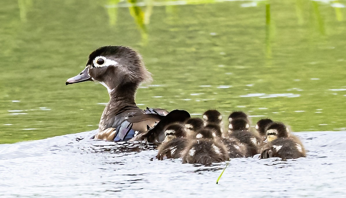 Wood Duck - ML618863573