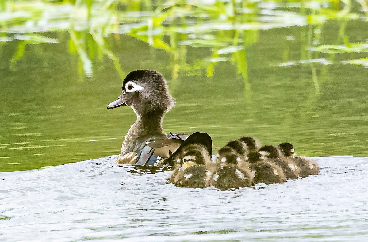 Wood Duck - Robert Bochenek