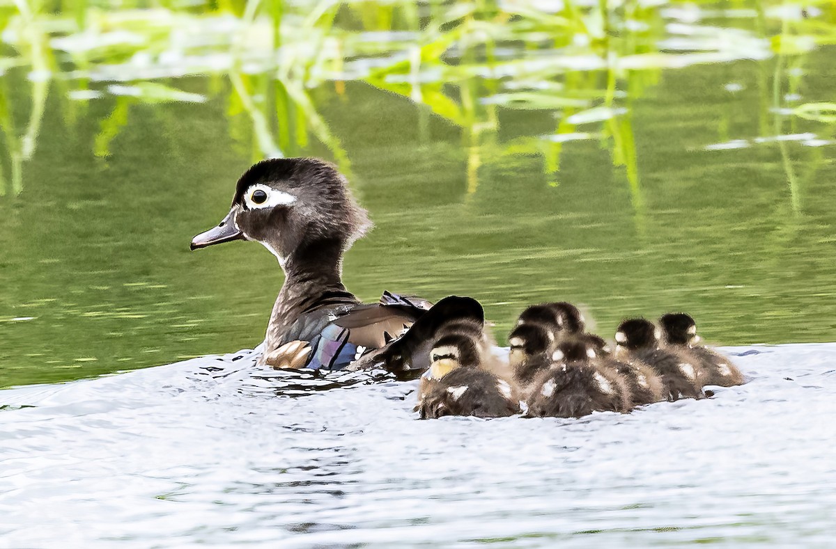 Wood Duck - ML618863576