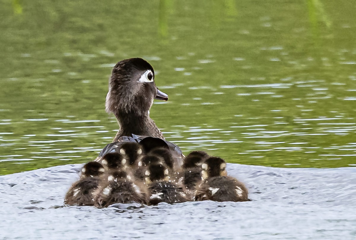 Wood Duck - ML618863577