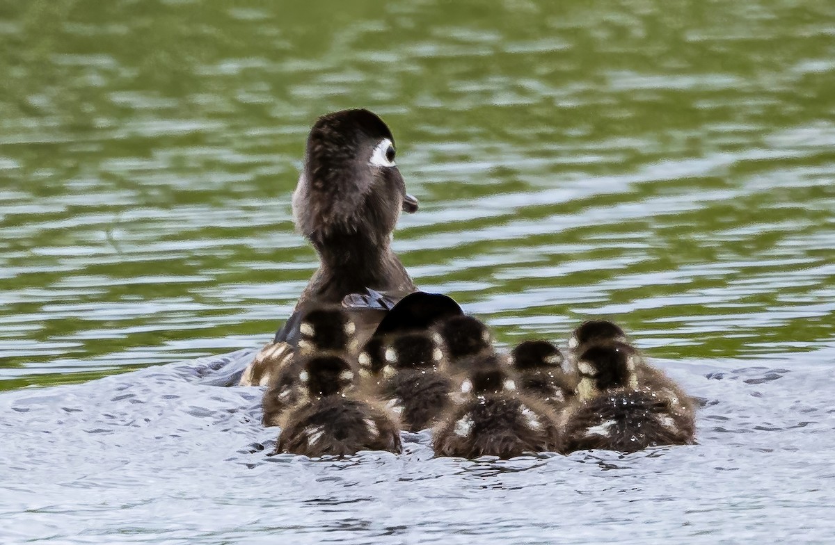 Wood Duck - ML618863578