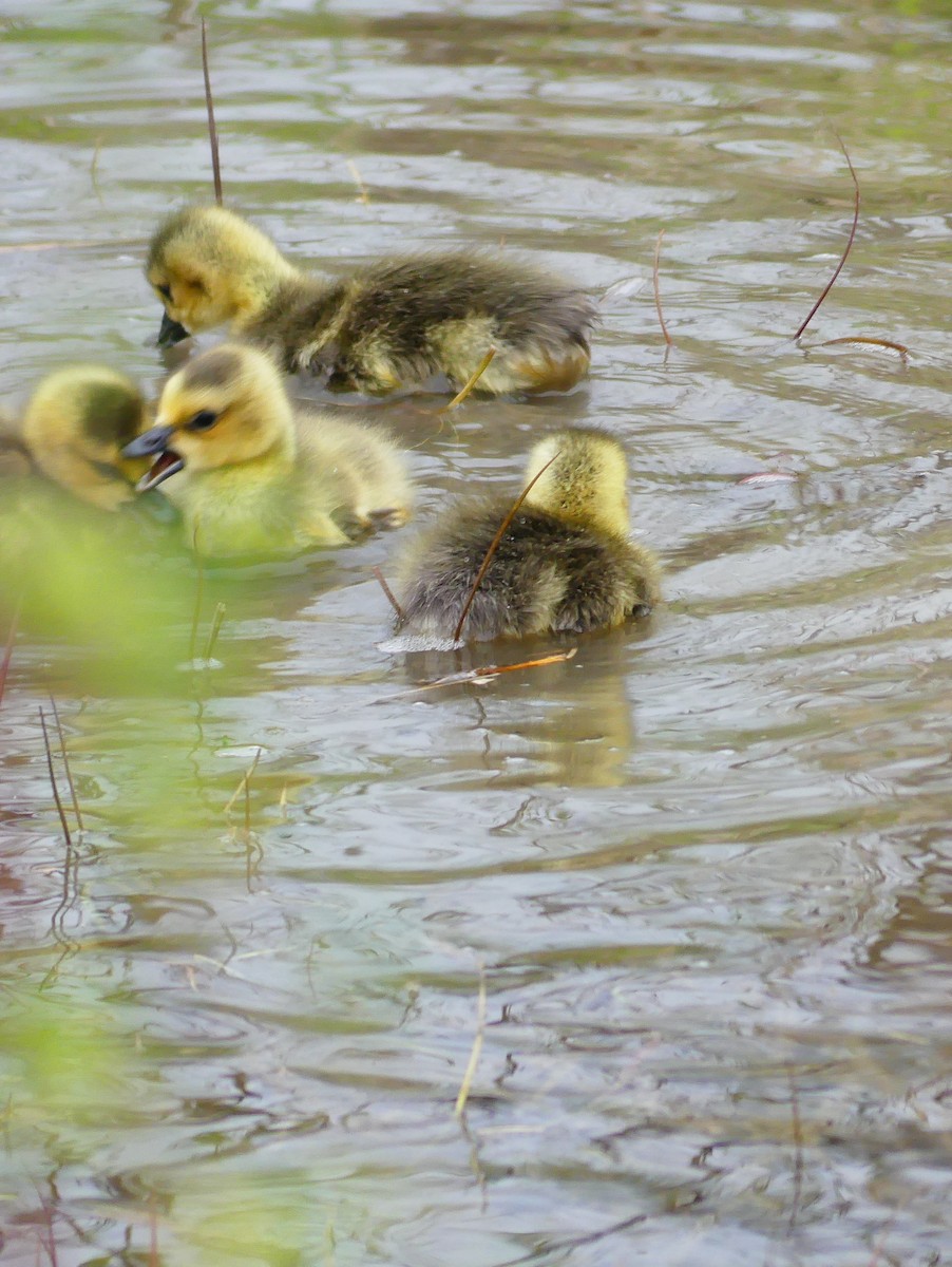 Canada Goose - claudine lafrance cohl