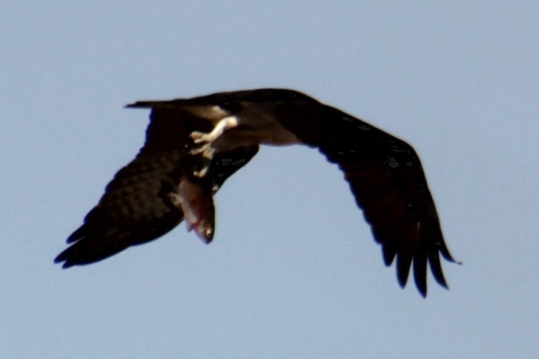 Osprey (carolinensis) - Samuel Harris